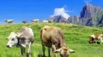 Snack da addestramento per cani al formaggio con olio di salmone, 30 premi – SwissCowers Cheese Crunchies Training Brain Booster - immagine 3
