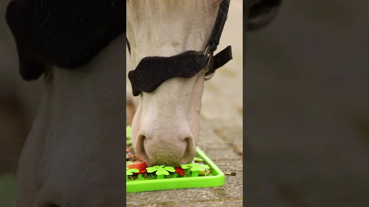 Tappeto olfattivo in silicone per cavalli, 50 x 50 cm – Excellent Horse Snuffle Mat - immagine 3