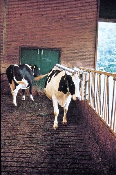 Spazzola per bovini con spazzola orizzontale e sospensione a molla