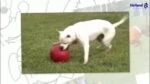 Palla per cani liscia blu, 15 cm – Jolly Pets Push-n-Play - immagine 2