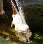 Tappeto per la nebulizzazione degli zoccoli con irrigazione automatica – Vink - immagine 5