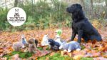 Peluche per cani in morbido pile con corda per tirare e squeaker – Wild Life Collection Wild Life Dog Eend - immagine 6
