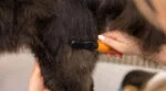Pettine districante per cani con denti ricurvi in acciaio inox – Wahl Dematter - immagine 4