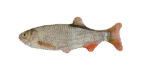 Pesce giocattolo per gatti, scarafaggio con erba gatta – Wild Life Collection Cat Scarafaggio - immagine 2