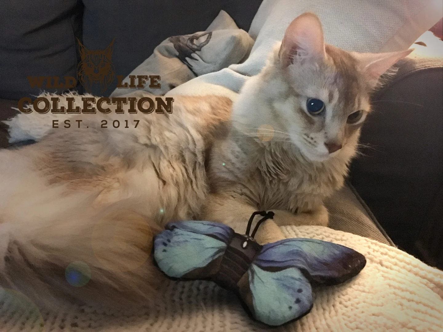 Farfalla gioco per gatti con erba gatta – Wild Life Collection Cat Farfalla blu - immagine 3