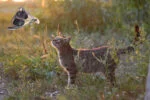Gioco per gatti a forma di libellula con erba gatta – Wild Life Collection Cat Libellula - immagine 3