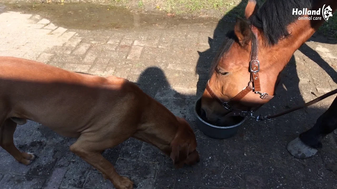 Integratore per cavalli con acidi umici e minerali, 1 l – Excellent Horse Total Balance - immagine 2