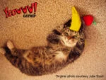 Banana gioco per gatti con erba gatta, 17,7 cm – Yeowww! Chicata Banana - immagine 4