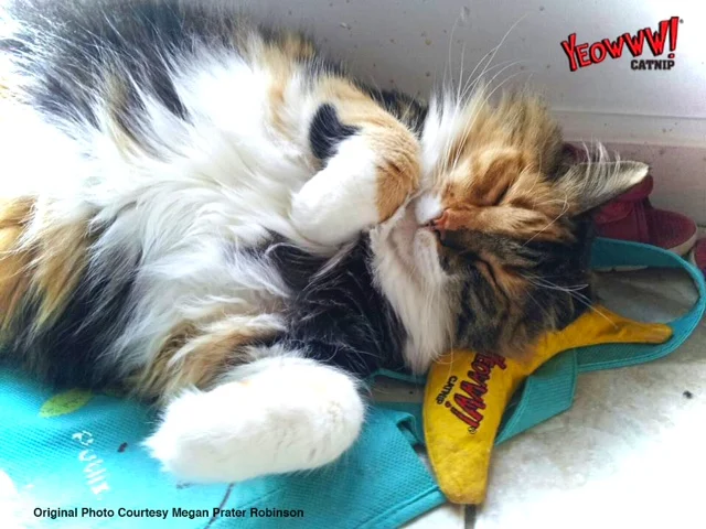 Banana gioco per gatti con erba gatta, 17,7 cm – Yeowww! Chicata Banana - immagine 6