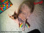 Gioco per gatti a forma di arcobaleno con erba gatta, 17,7 cm – Yeowww! Rainbow - immagine 3