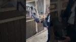 Biscotti per cavalli alla mela, 500 g – Excellent Horse biscotti artigianali per cavalli alla mela - immagine 5