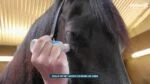 Spugna neutralizzante degli odori per cavalli con oli essenziali, 75 ml – Excellent Horse Odour Spons-On - immagine 2