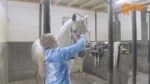 Spazzola per strigliare e lavare il cavallo, rosa M, 17,5 cm – Paardenpraat TV Grooming Brush - immagine 2