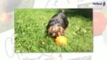 Palla porta snack per cani in gomma TPR, 10 cm – Jolly Pets Jolly Jumper arancione M - immagine 3