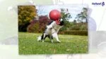 Palla galleggiante per cani lilla XL (25 cm) – Jolly Pets Tug-n-Toss - immagine 3