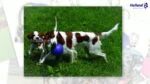 Palla per cani con corda, galleggiante, rossa L (20 cm) – Jolly Pets Romp-n-Roll - immagine 3