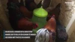 Mangiatoia a torre per pollame su piedini verde lime, 4 kg – Gaun - immagine 3