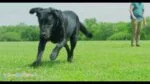 Frisbee per cani in gomma con fischietto, 28 cm – Chuckit! Whistle Flight - immagine 2