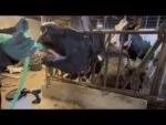 Pompa per la somministrazione orale azionata da trapano con serbatoio da 25 l per bovini – Excellent Cow Drencher Drill Driven - immagine 3