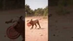Frisbee per cani in gommapiuma, galleggiante, rosa M – Dog Comets UFO Flyer - immagine 2