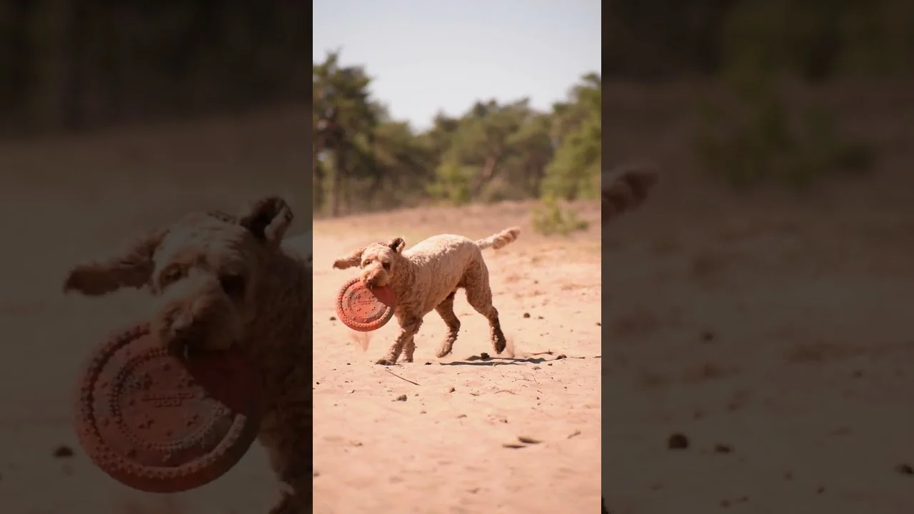 Frisbee per cani in gommapiuma, galleggiante, rosa M – Dog Comets UFO Flyer - immagine 2