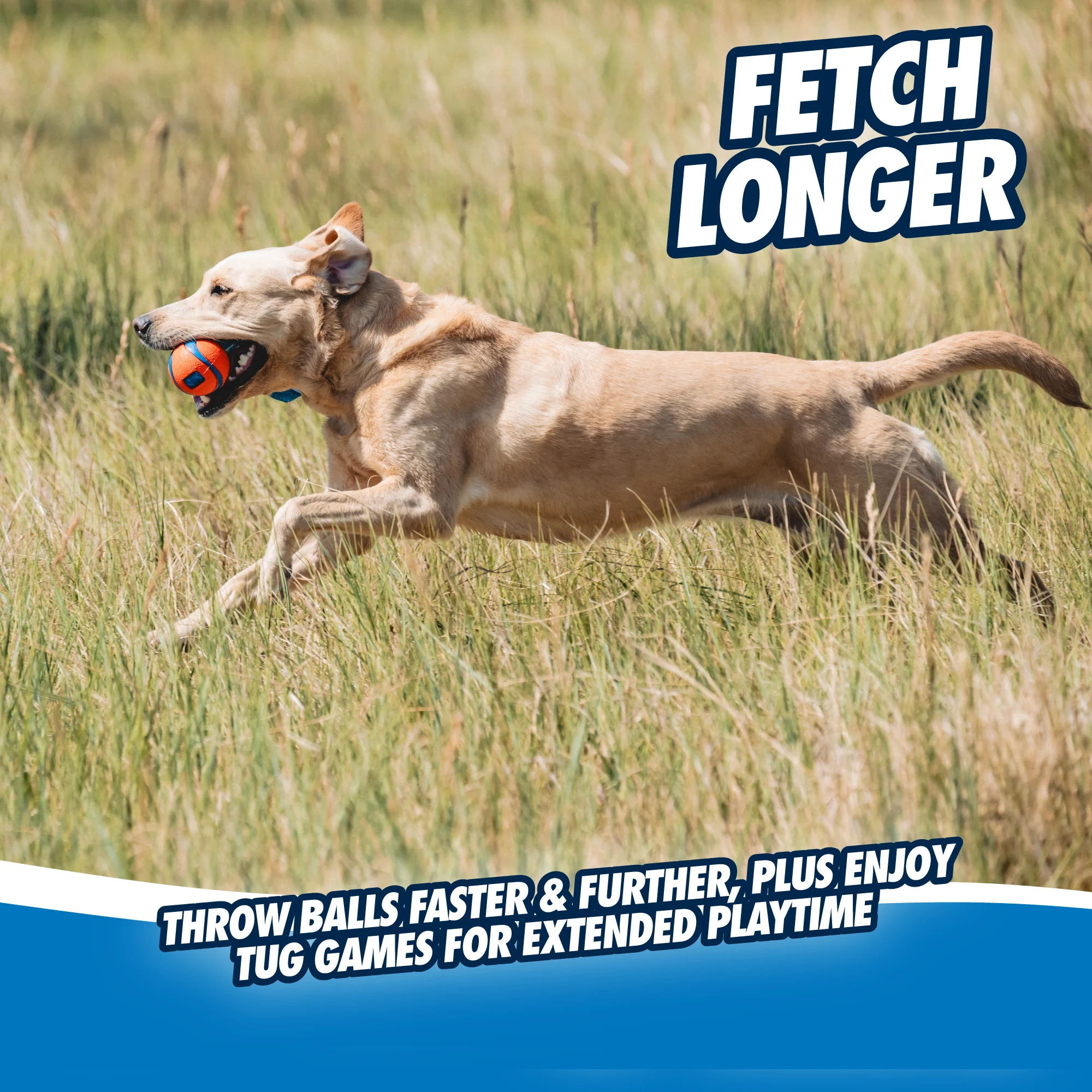 Gioco di tira e molla per cani con pallina da tennis e nastro, ø 6 cm – Chuckit! Ultra Tug M - immagine 4
