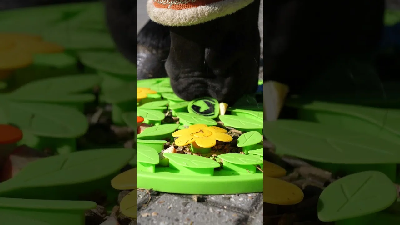 Tappeto olfattivo per cavalli per mangime e snack – Excellent Horse Snuffle Mat Flower Power - immagine 6