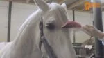 Spazzola per criniera con setole di maiale e dentini flessibili, rosa 24,5 cm – Paardenpraat TV Horse Supreme - immagine 2