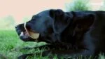 Snack da masticare per cani Small, 48 pezzi – Dental Ears - immagine 5