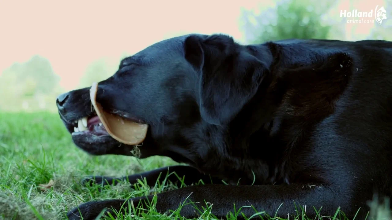 Snack da masticare per cani Small, 48 pezzi – Dental Ears - immagine 5